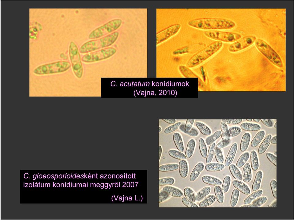 gloeosporioidesként