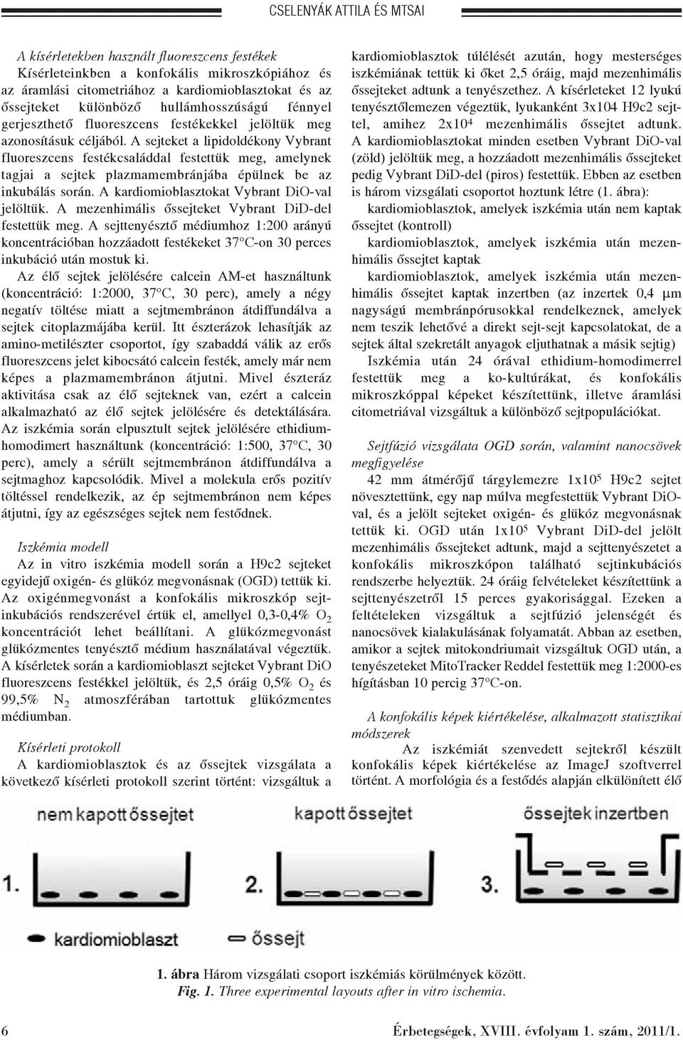 A sejteket a lipidoldékony Vybrant fluoreszcens festékcsaláddal festettük meg, amelynek tagjai a sejtek plazmamembránjába épülnek be az inkubálás során. A kardiomioblasztokat Vybrant DiO-val jelöltük.