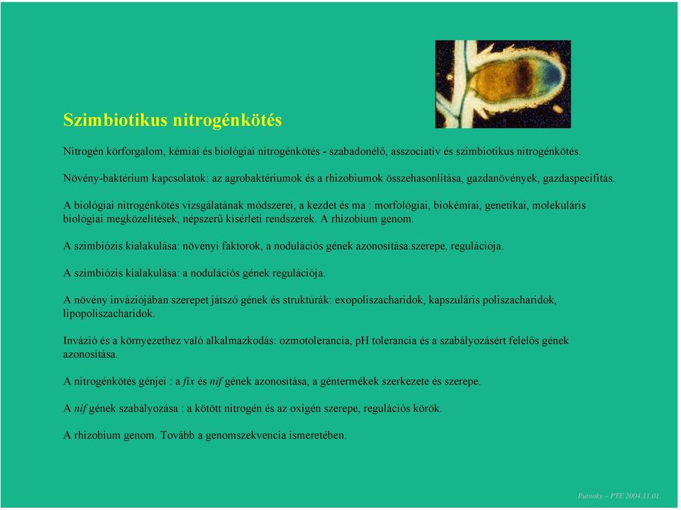 A biológiai nitrogénkötés vizsgálatának módszerei, a kezdet és ma : morfológiai, biokémiai, genetikai, molekuláris biológiai megközelítések, népszerű kísérleti rendszerek. A rhizobium genom.