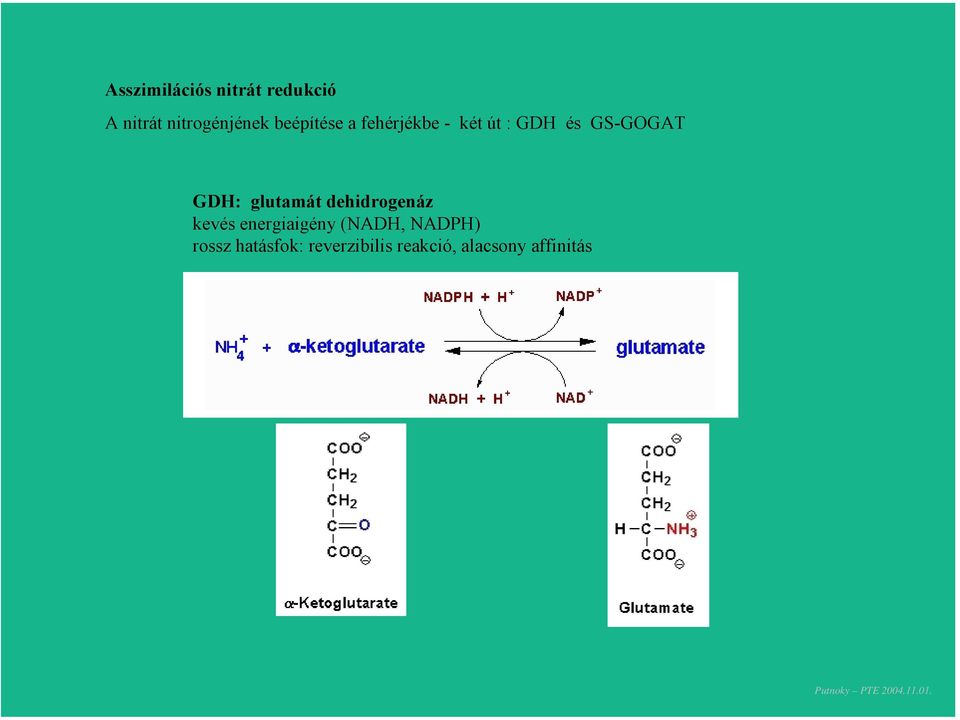 glutamát dehidrogenáz kevés energiaigény (NADH, NADPH)
