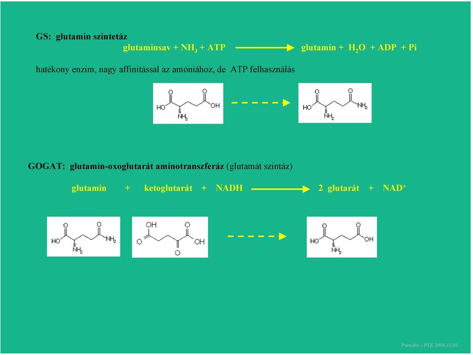 ATP felhasználás GOGAT: glutamin-oxoglutarát aminotranszferáz