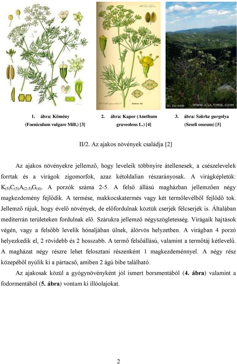 A virágképletük: K (5) C (5) A (2-5) G (4). A porzók száma 2-5. A felső állású magházban jellemzően négy magkezdemény fejlődik. A termése, makkocskatermés vagy két termőlevélből fejlődő tok.