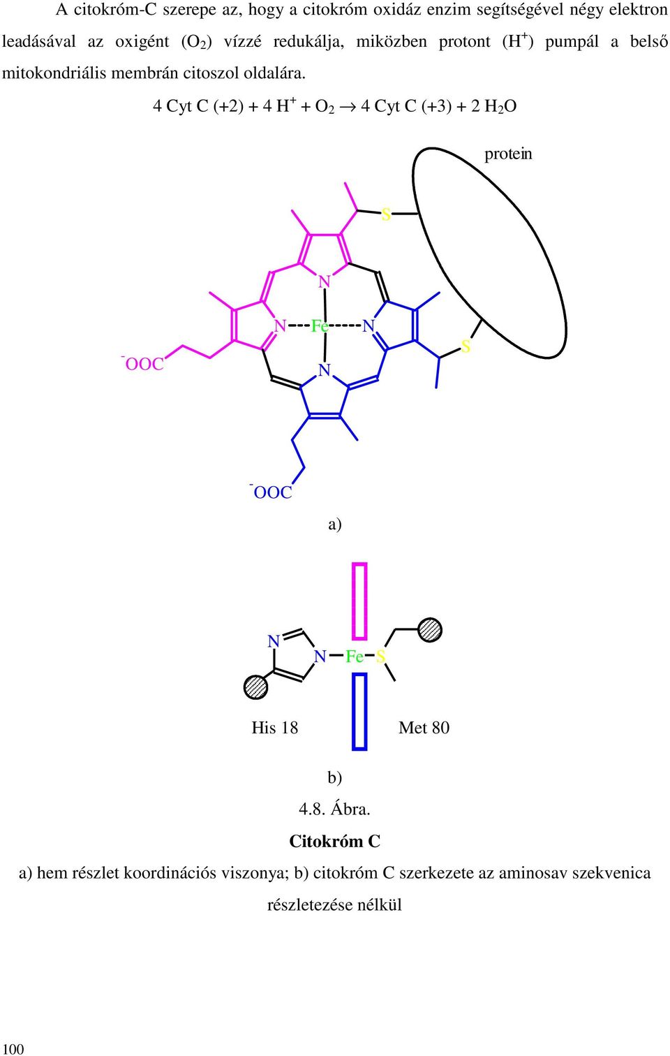 4 Cyt C (+2) + 4 + + 2 4 Cyt C (+3) + 2 2 protein S - C Fe S - C a) Fe S is 18 Met 80 b) 4.8. Ábra.