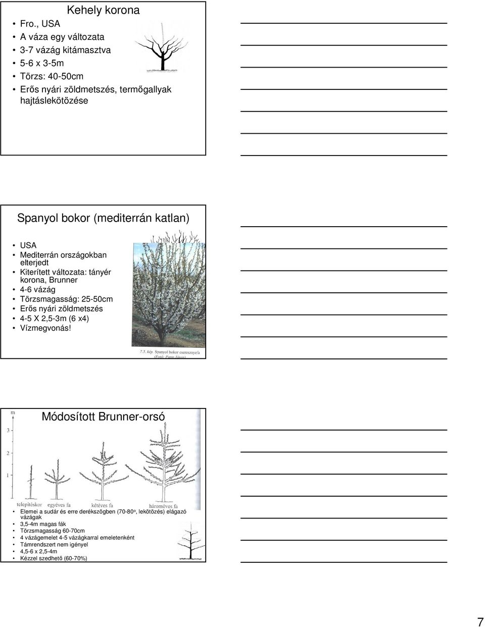 (mediterrán katlan) USA Mediterrán országokban elterjedt Kiterített változata: tányér korona, Brunner 4-6 vázág Törzsmagasság: 25-50cm Erıs nyári