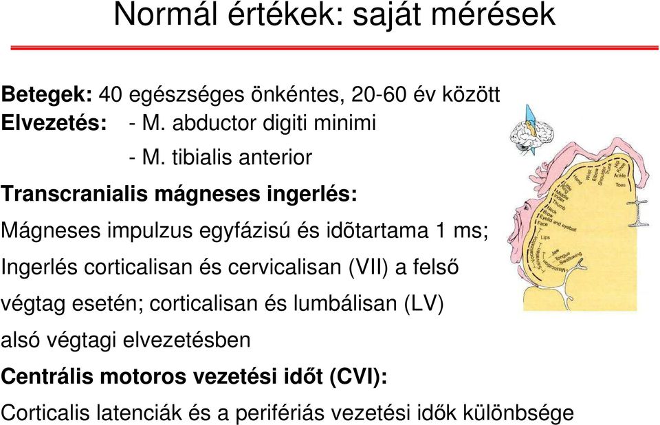 tibialis anterior Transcranialis mágneses ingerlés: Mágneses impulzus egyfázisú és idõtartama 1 ms; Ingerlés