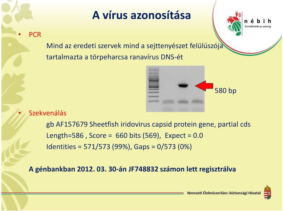 iridovirus capsid protein gene, partial cds Length=586, Score = 660 bits (569), Expect = 0.