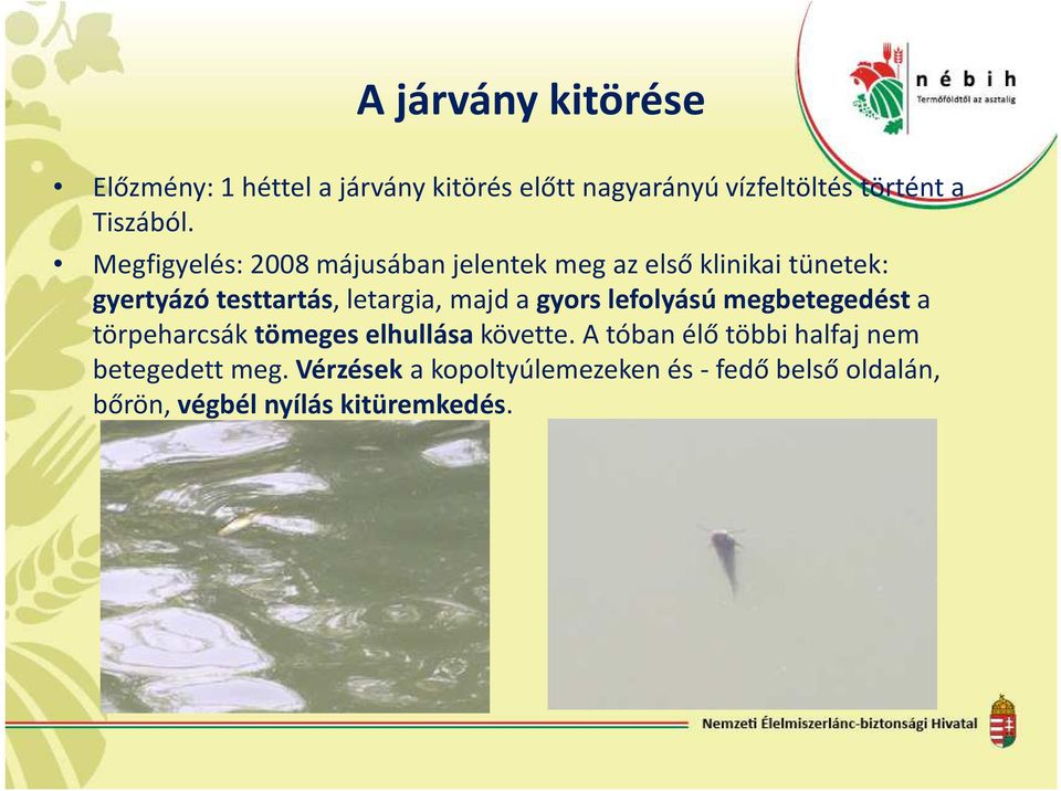 Megfigyelés: 2008 májusában jelentek meg az első klinikai tünetek: gyertyázó testtartás, letargia, majd