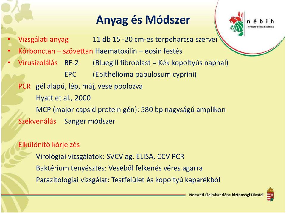 al., 2000 MCP (major capsid protein gén): 580 bp nagyságú amplikon Szekvenálás Sanger módszer Elkülönítő kórjelzés Virológiai