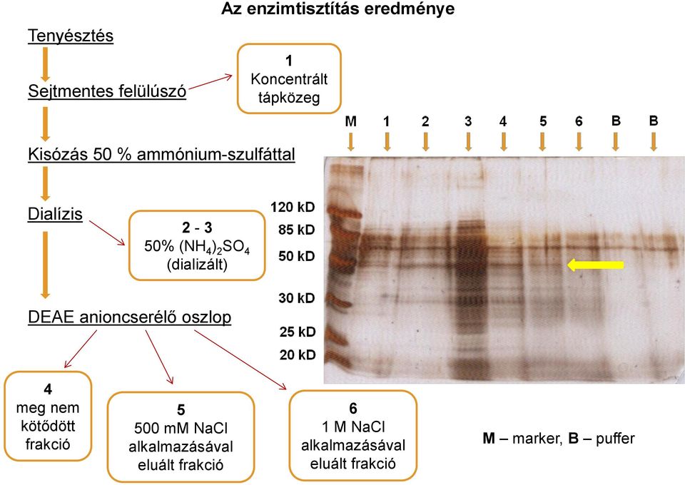 (dializált) DEAE anioncserélő oszlop 4 meg nem kötődött frakció 5 5 mm NaCl