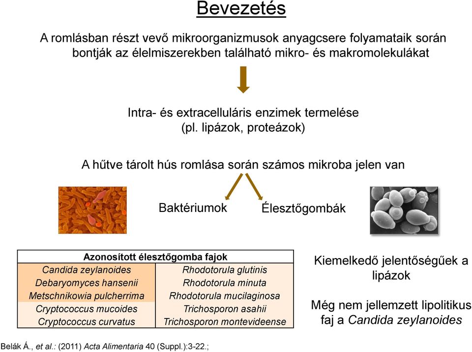 lipázok, proteázok) A hűtve tárolt hús romlása során számos mikroba jelen van Baktériumok Élesztőgombák Azonosított élesztőgomba fajok Candida zeylanoides Rhodotorula