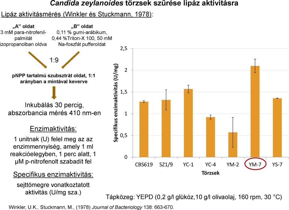 nm-en Enzimaktivitás: unitnak (U) felel meg az az enzimmennyiség, amely ml reakcióelegyben, perc alatt, µm p-nitrofenolt szabadít fel Specifikus enzimaktivitás:,5 CBS69 SZ/9 YC- YC-4 YM-