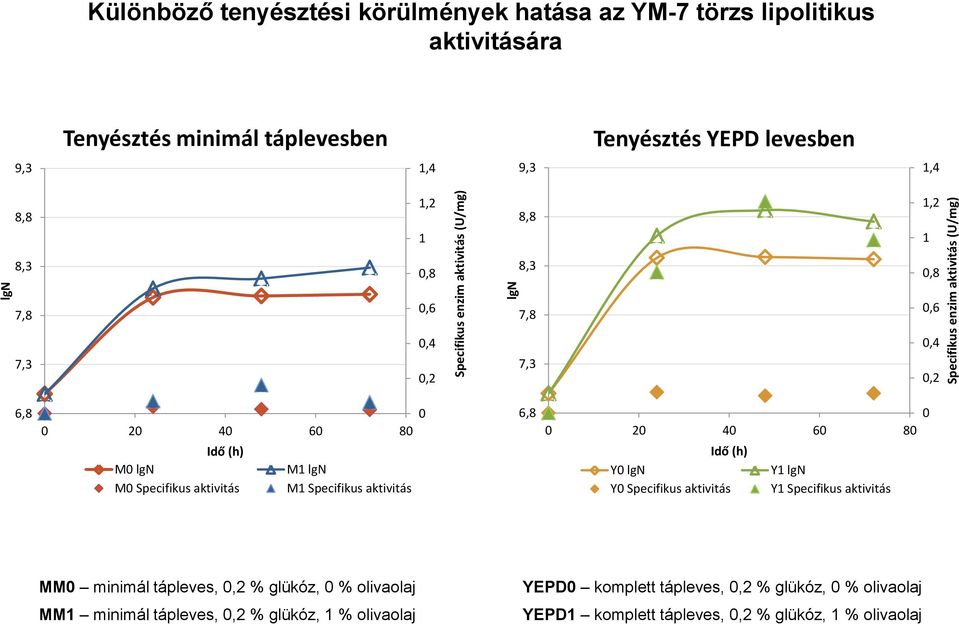 Specifikus aktivitás 4 6 8 Y lgn Y lgn Y Specifikus aktivitás Y Specifikus aktivitás MM minimál tápleves,, % glükóz, %