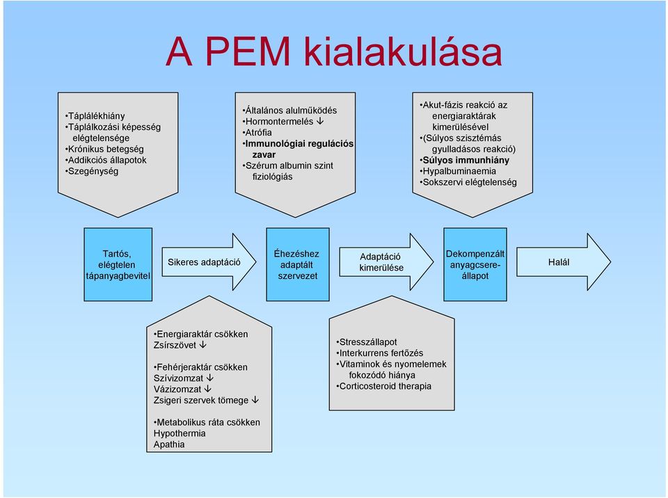 Tartós, elégtelen tápanyagbevitel Sikeres adaptáció Éhezéshez adaptált szervezet Adaptáció kimerülése Dekompenzált anyagcsereállapot Halál Energiaraktár csökken Zsírszövet Fehérjeraktár