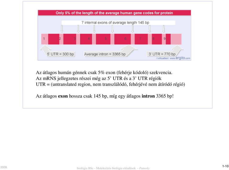 (untranslated region, nem transzlálódó, fehérjévé nem átíródó