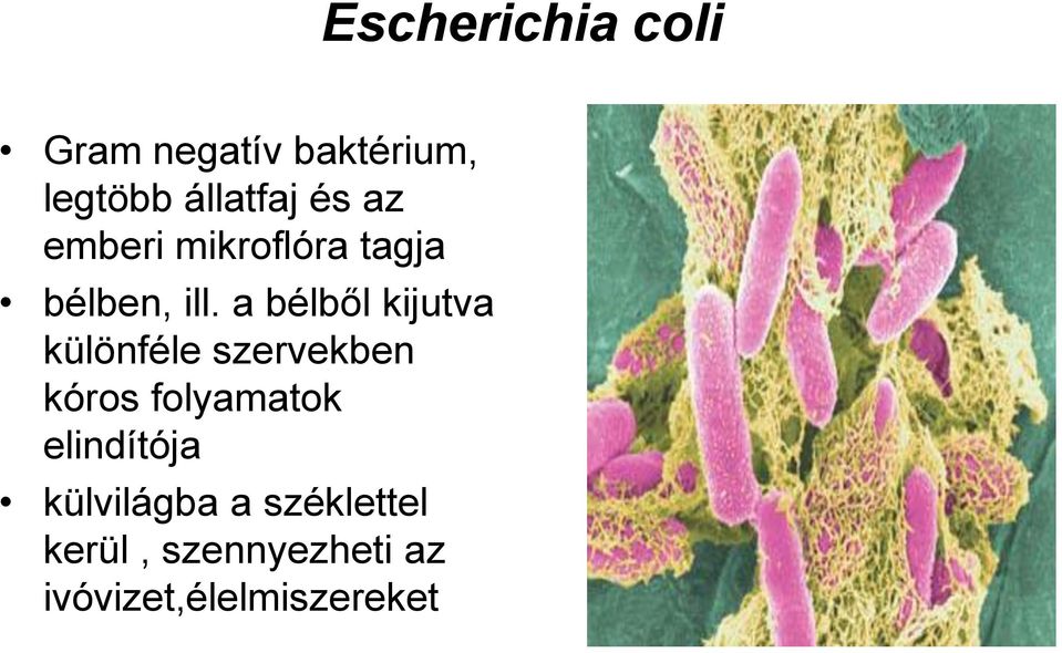 a bélből kijutva különféle szervekben kóros folyamatok