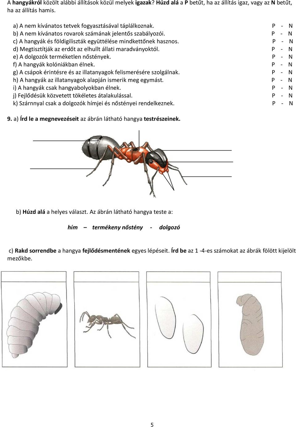 P - N e) A dolgozók terméketlen nőstények. P - N f) A hangyák kolóniákban élnek. P - N g) A csápok érintésre és az illatanyagok felismerésére szolgálnak.