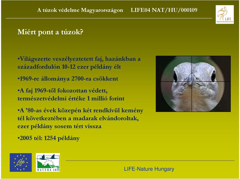 2700-ra csökkent A faj 1969-től fokozottan védett, természetvédelmi értéke 1 millió forint A 80-as évek