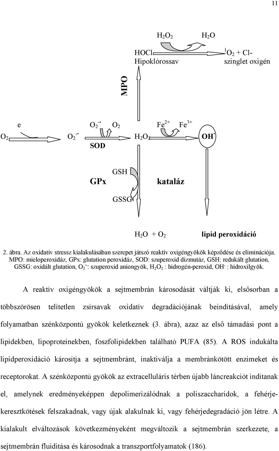 MPO: mieloperoxidáz, GPx: glutation peroxidáz, SOD: szuperoxid dizmutáz, GSH: redukált glutation, GSSG: oxidált glutation, O 2 -. : szuperoxid aniongyök, H 2 O 2 : hidrogén-peroxid, OH.