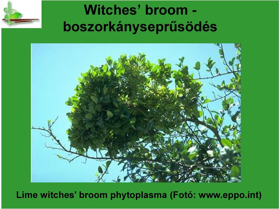 Lime witches' broom