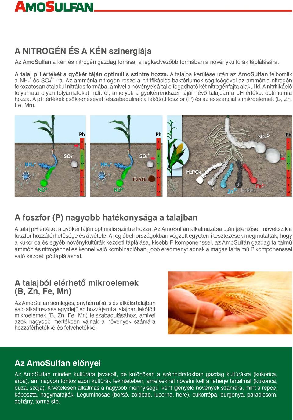 Az ammónia nitrogén része a nitrifikációs baktériumok segítségével az ammónia nitrogén fokozatosan átalakul nitrátos formába, amivel a növények által elfogadható két nitrogénfajta alakul ki.