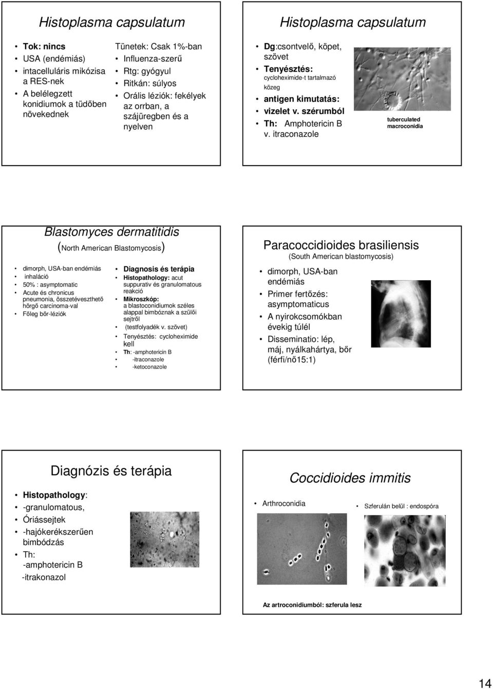 szérumból Th: Amphotericin B v.