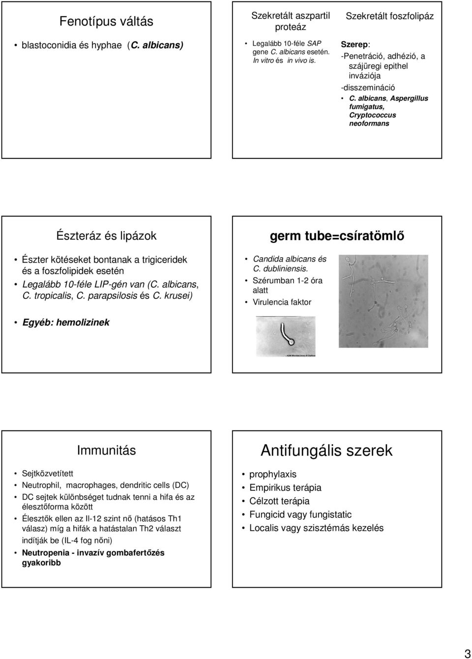 albicans, Aspergillus fumigatus, Cryptococcus neoformans Észteráz és lipázok Észter kötéseket bontanak a trigiceridek és a foszfolipidek esetén Legalább 10-féle LIP-gén van (C. albicans, C.