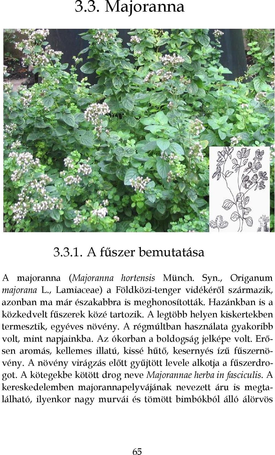 A legtöbb helyen kiskertekben termesztik, egyéves növény. A régmúltban használata gyakoribb volt, mint napjainkba. Az ókorban a boldogság jelképe volt.