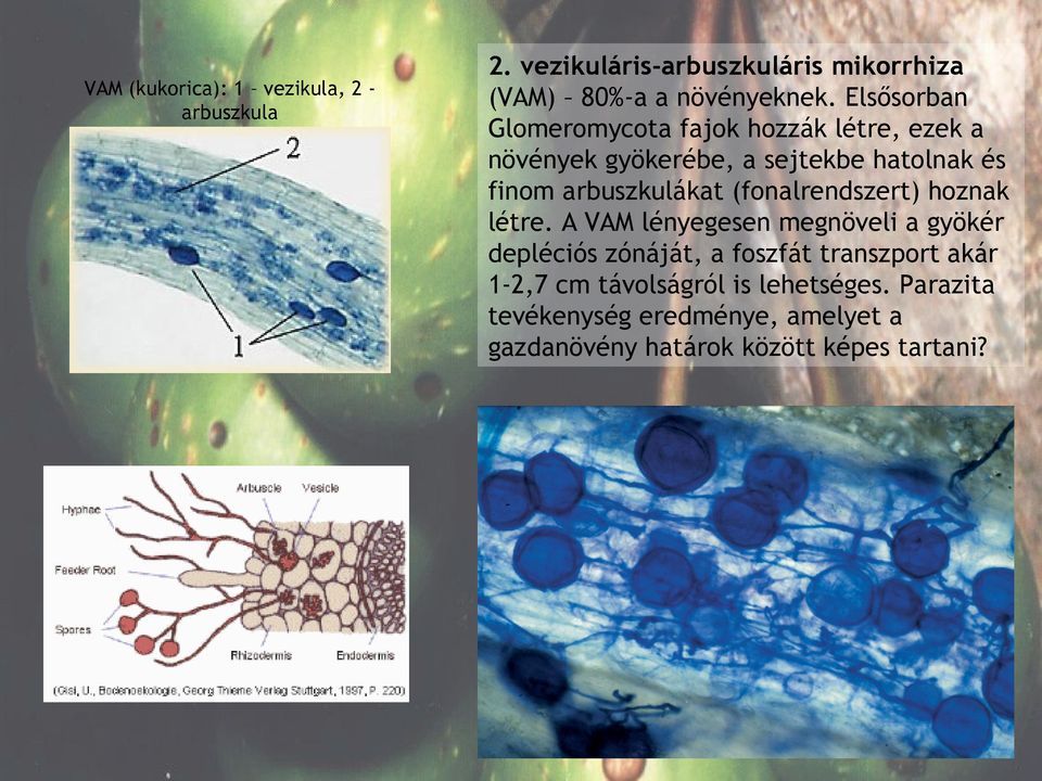 arbuszkulákat (fonalrendszert) hoznak létre.