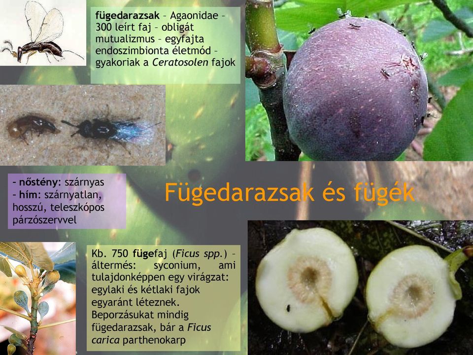 Fügedarazsak és fügék Kb. 750 fügefaj (Ficus spp.