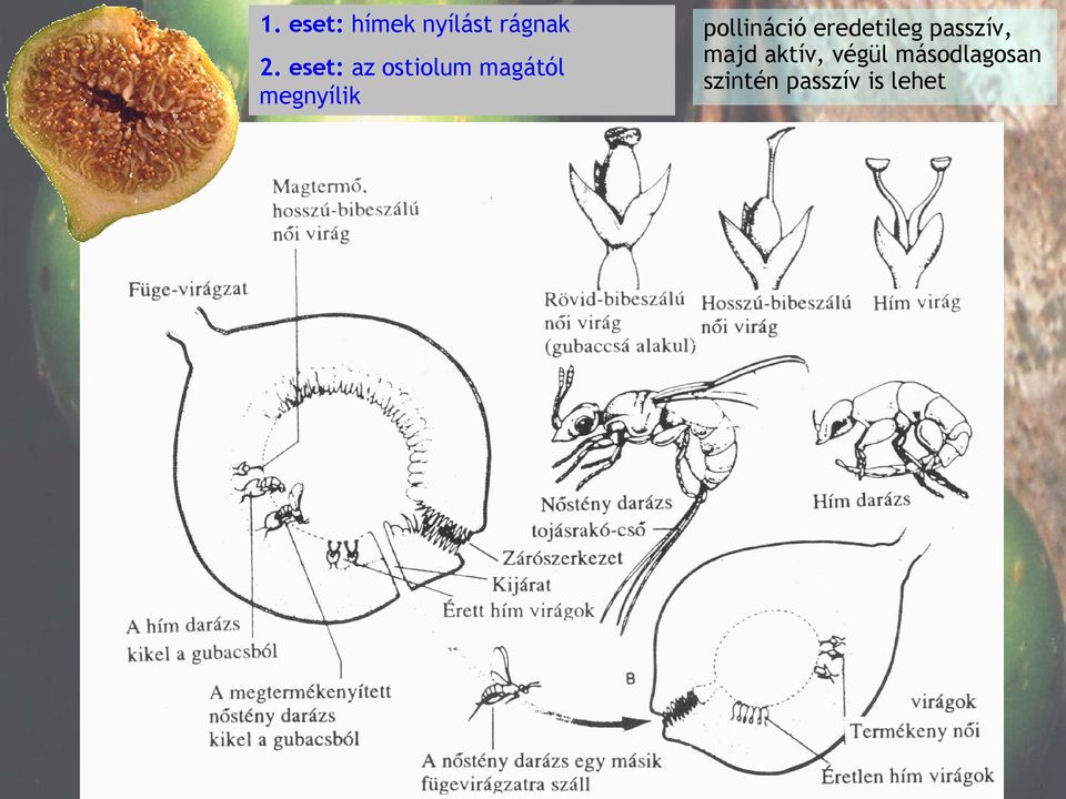 pollináció eredetileg passzív, majd