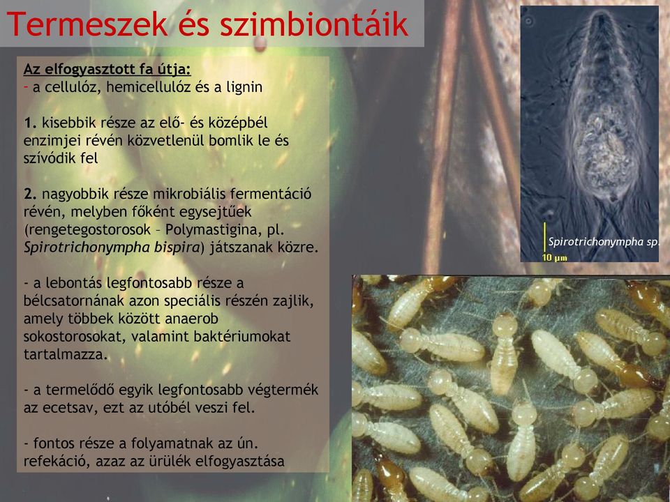 nagyobbik része mikrobiális fermentáció révén, melyben főként egysejtűek (rengetegostorosok Polymastigina, pl. Spirotrichonympha bispira) játszanak közre.