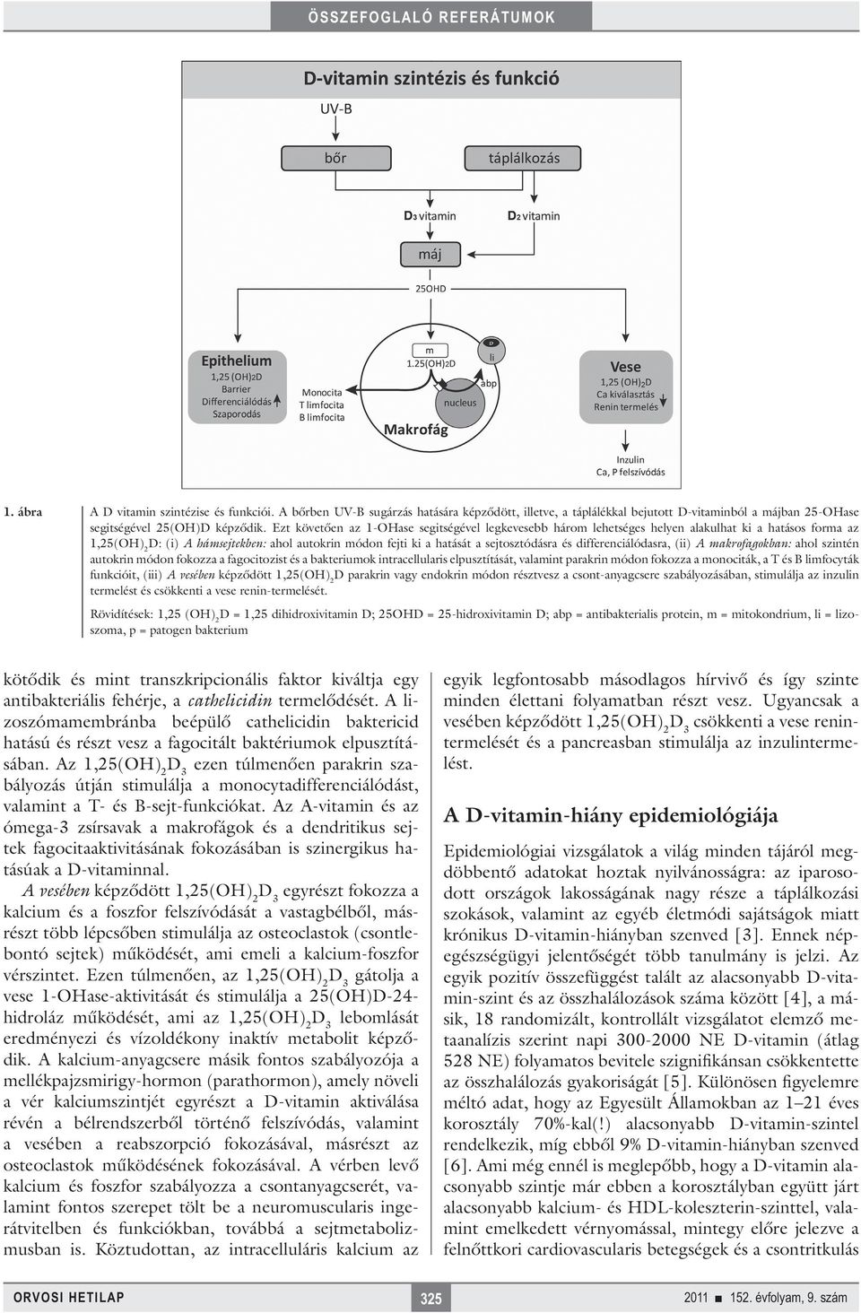 differenciálódasra, (ii) A makrofagokban: ahol szintén autokrin módon fokozza a fagocitozist és a bakteriumok intracellularis elpusztítását, valamint parakrin módon fokozza a monociták, a T és B