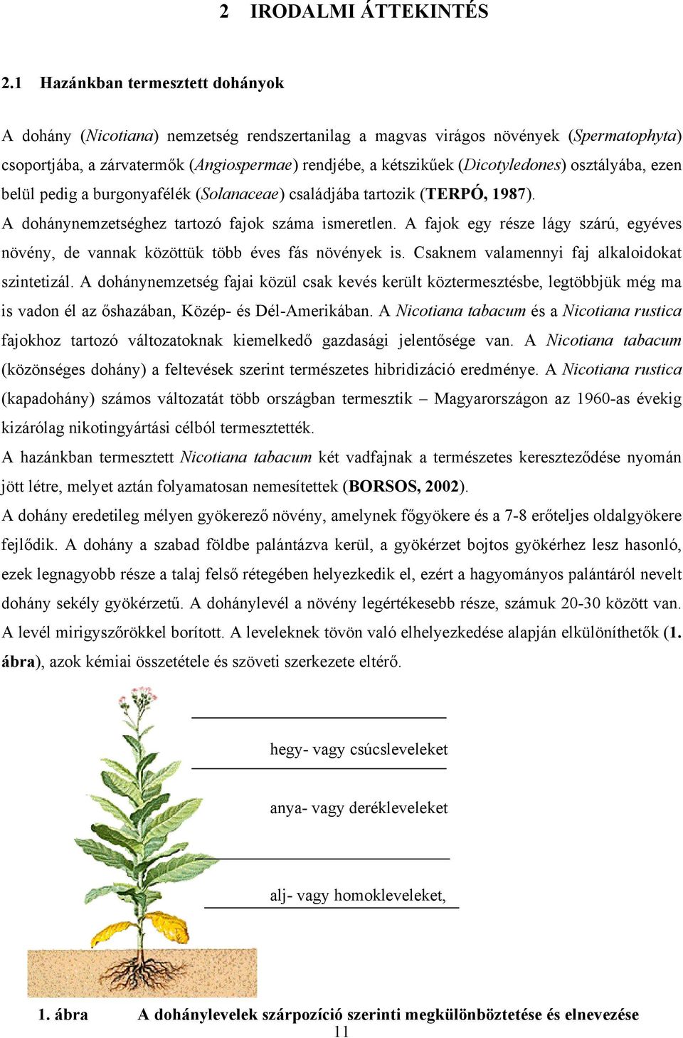 (Dicotyledones) osztályába, ezen belül pedig a burgonyafélék (Solanaceae) családjába tartozik (TERPÓ, 1987). A dohánynemzetséghez tartozó fajok száma ismeretlen.