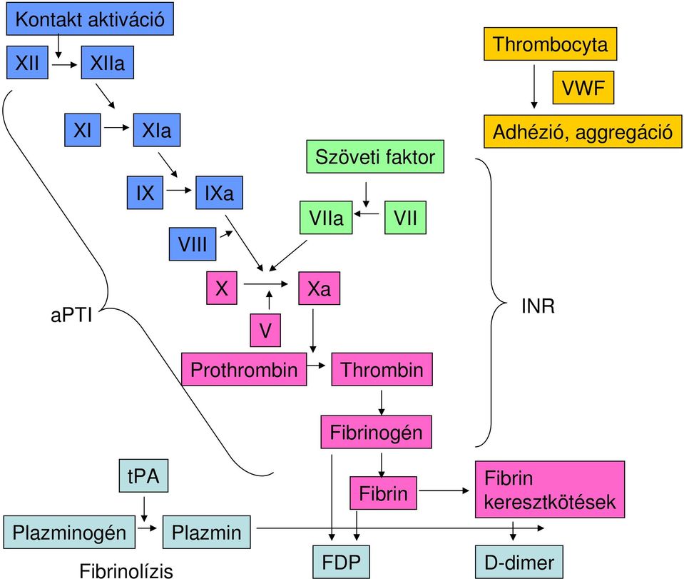 Xa INR Prothrombin Thrombin tpa Plazminogén Plazmin