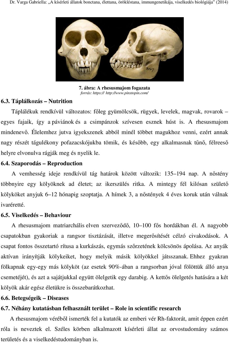 Élelemhez jutva igyekszenek abból minél többet magukhoz venni, ezért annak nagy részét tágulékony pofazacskójukba tömik, és később, egy alkalmasnak tűnő, félreeső helyre elvonulva rágják meg és