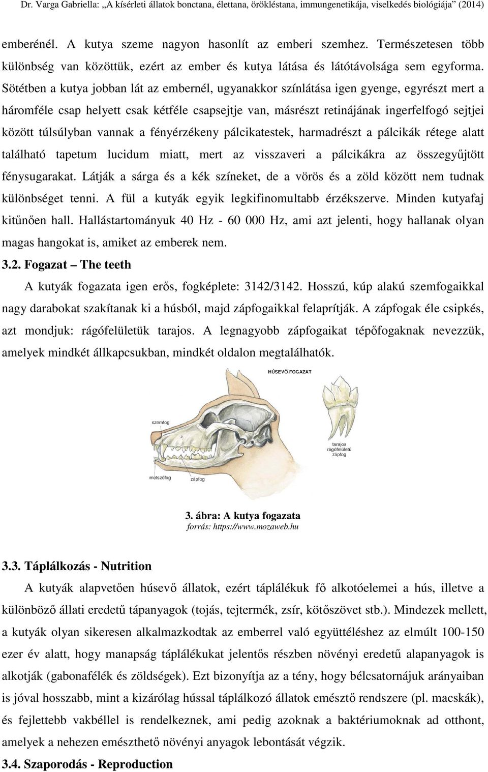 túlsúlyban vannak a fényérzékeny pálcikatestek, harmadrészt a pálcikák rétege alatt található tapetum lucidum miatt, mert az visszaveri a pálcikákra az összegyűjtött fénysugarakat.