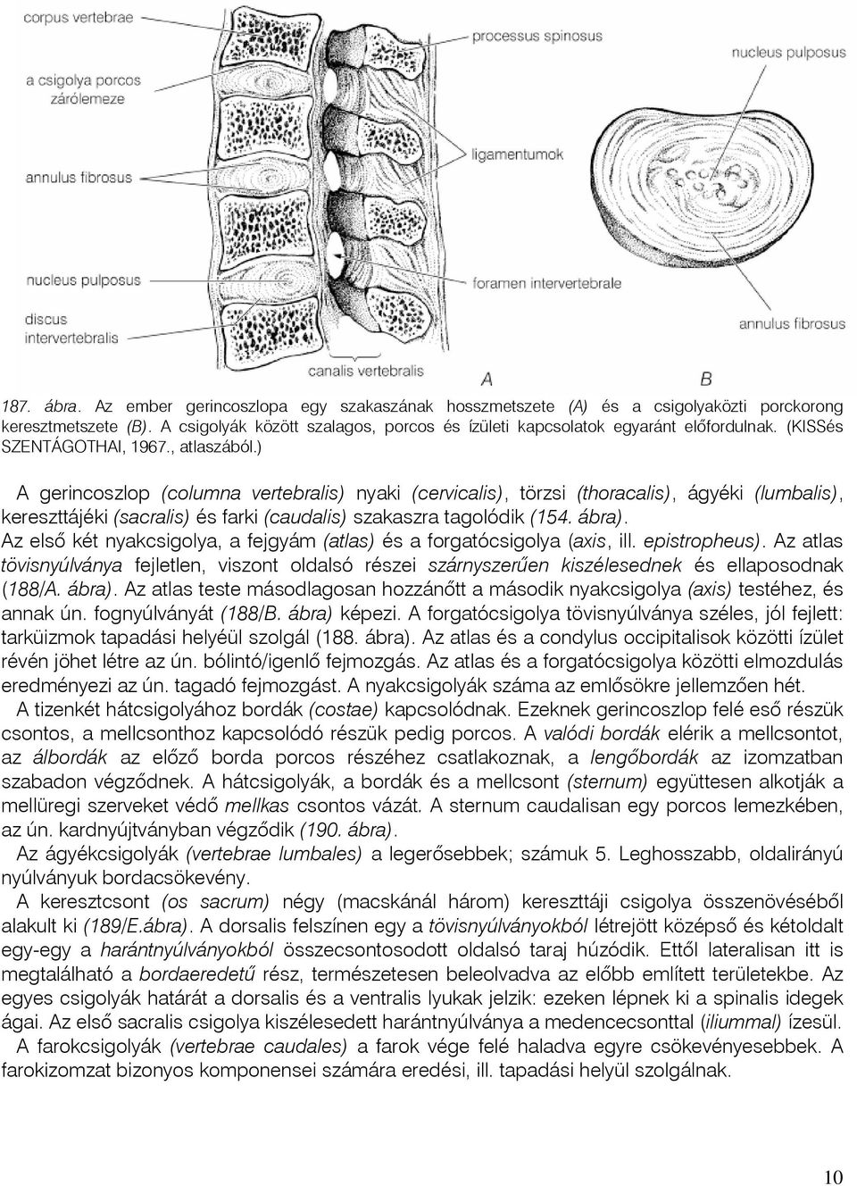 ) A gerincoszlop (columna vertebralis) nyaki (cervicalis), törzsi (thoracalis), ágyéki (lumbalis), kereszttájéki (sacralis) és farki (caudalis) szakaszra tagolódik (154. ábra).