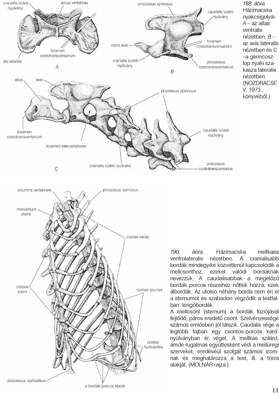 Az utolsó néhány borda nem éri el a sternumot és szabadon végzõdik a testfalban: lengõbordák. A mellcsont (sternum) a bordák fúziójával fejlõdõ, páros eredetû csont.