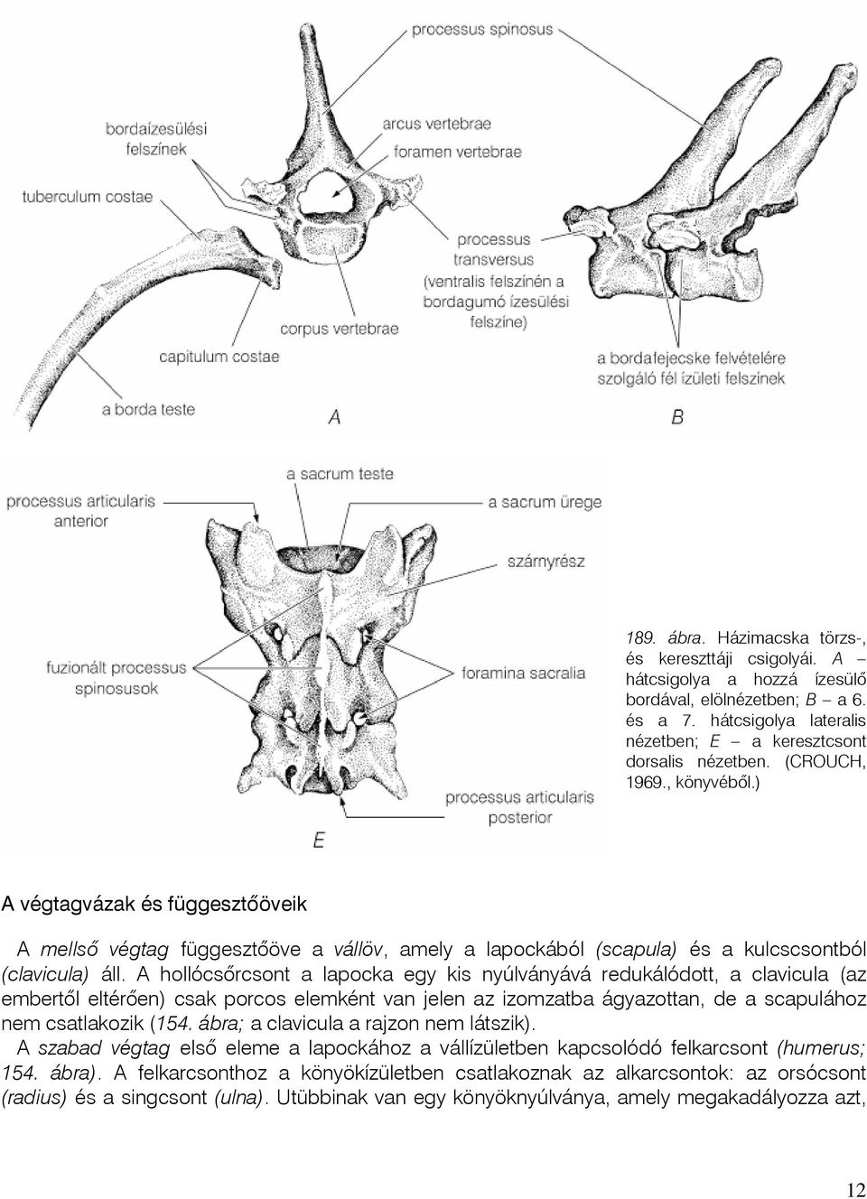 A hollócsõrcsont a lapocka egy kis nyúlványává redukálódott, a clavicula (az embertõl eltérõen) csak porcos elemként van jelen az izomzatba ágyazottan, de a scapulához nem csatlakozik (154.