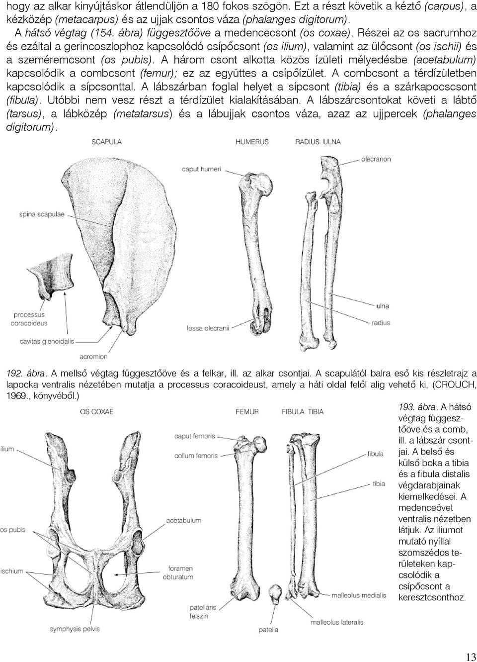 A három csont alkotta közös ízületi mélyedésbe (acetabulum) kapcsolódik a combcsont (femur); ez az együttes a csípõízület. A combcsont a térdízületben kapcsolódik a sípcsonttal.