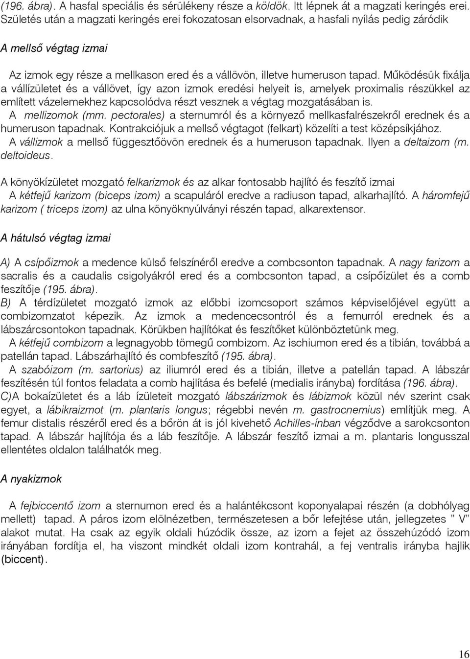 Mûködésük fixálja a vállízületet és a vállövet, így azon izmok eredési helyeit is, amelyek proximalis részükkel az említett vázelemekhez kapcsolódva részt vesznek a végtag mozgatásában is.