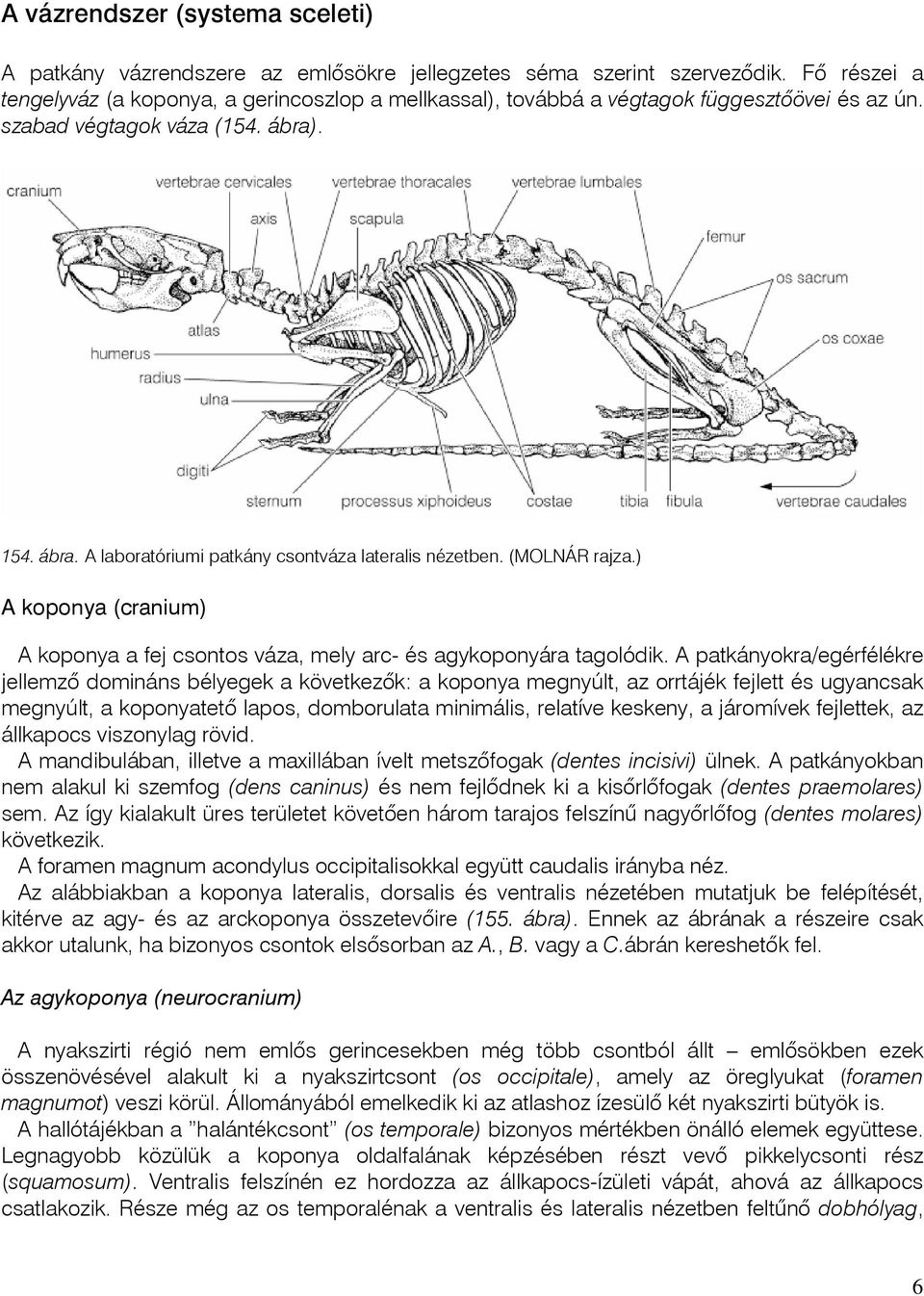 (MOLNÁR rajza.) A koponya (cranium) A koponya a fej csontos váza, mely arc- és agykoponyára tagolódik.