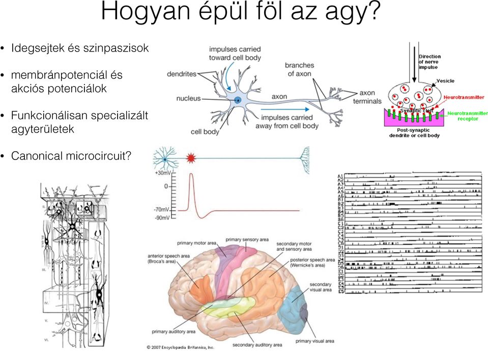 membránpotenciál és akciós potenciálok