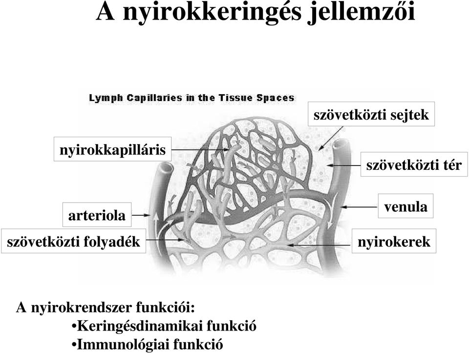 szövetközti tér venula nyirokerek A nyirokrendszer