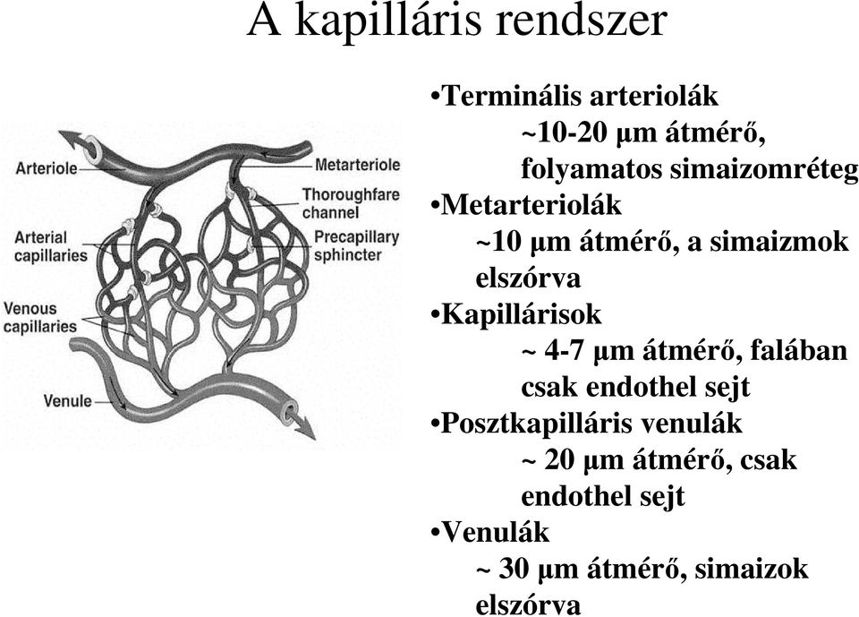 Kapillárisok ~ 4-7 µm átmérő, falában csak endothel sejt Posztkapilláris