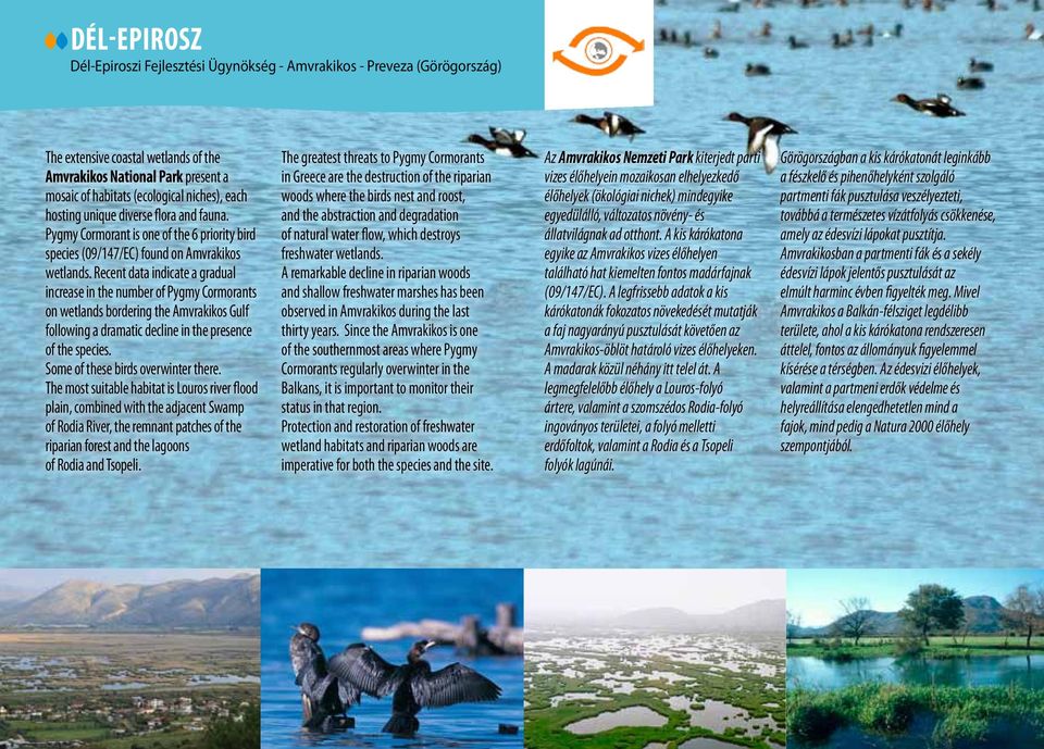 Recent data indicate a gradual increase in the number of Pygmy Cormorants on wetlands bordering the Amvrakikos Gulf following a dramatic decline in the presence of the species.