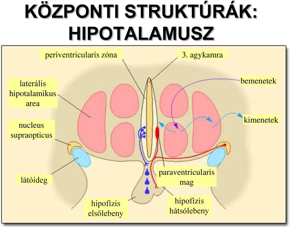 agykamra laterális hipotalamikus area nucleus