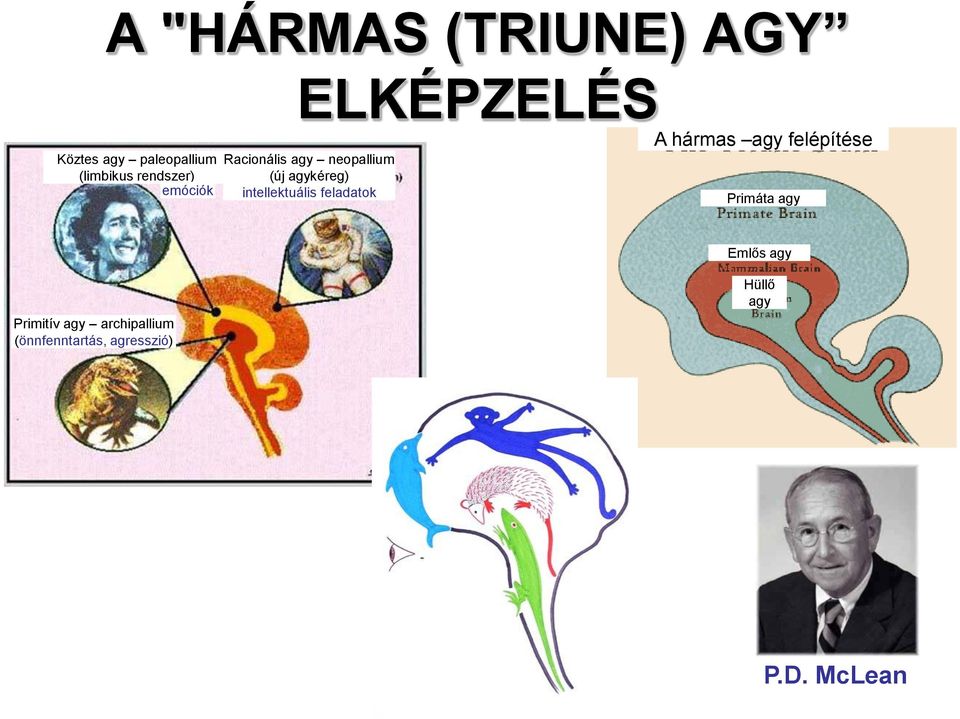 intellektuális feladatok A hármas agy felépítése Primáta agy Emlős