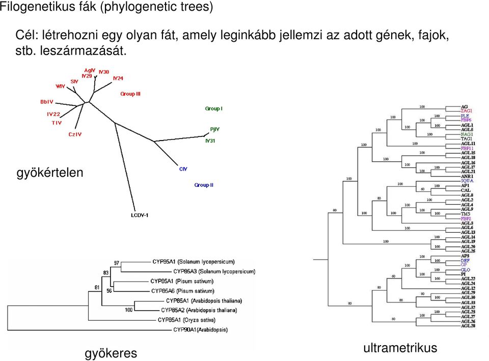 leginkább jellemzi az adott gének, fajok,