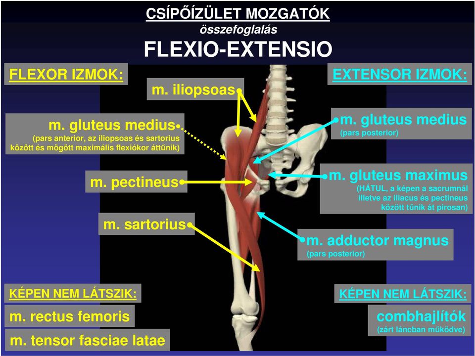 sartorius m. gluteus medius (pars posterior) m.